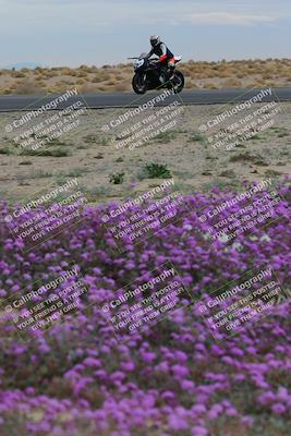 media/Jan-14-2023-SoCal Trackdays (Sat) [[497694156f]]/Turn 14 Exit Bloomig (145pm)/
